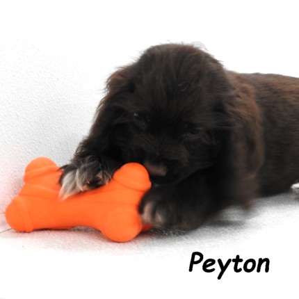 puppy, for, sale, Cocker Spaniel, Joe & Cherri  Overlease, dog, breeder, Miller, MO, dog-breeder, puppy-for-sale, forsale, nearby, find, puppyfind, locator, puppylocator, aca